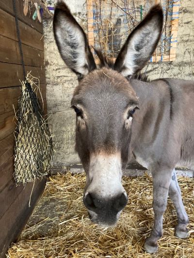 Unsere Eselin Carla ist krank und braucht Eure Unterstützung!