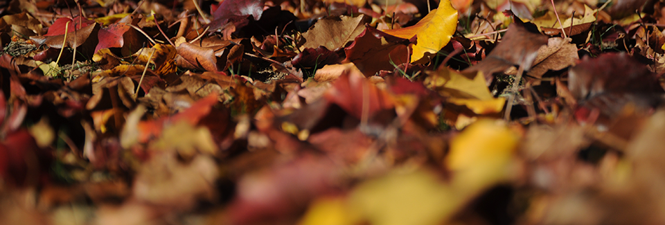 buntes Herbstlaub