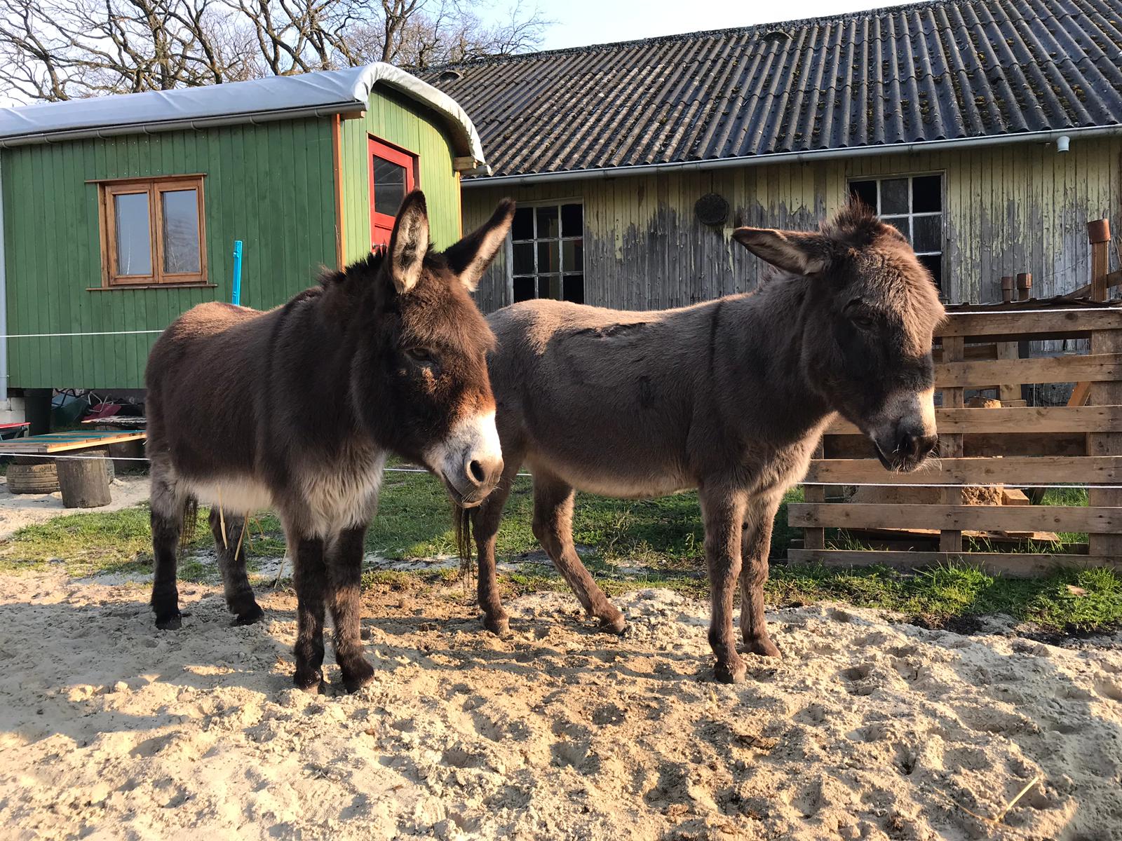 Eselzeit mit Pedro und Carla